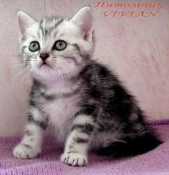 Британские мраморные котята из Московского питомника VIVIAN. Британские мраморные котята из Московского питомника VIVIAN.