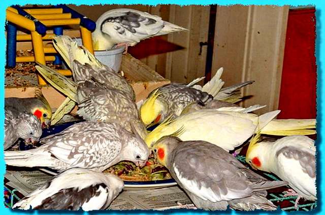Кореллу купить, продам корелл. Кореллу купить, продам корелл.