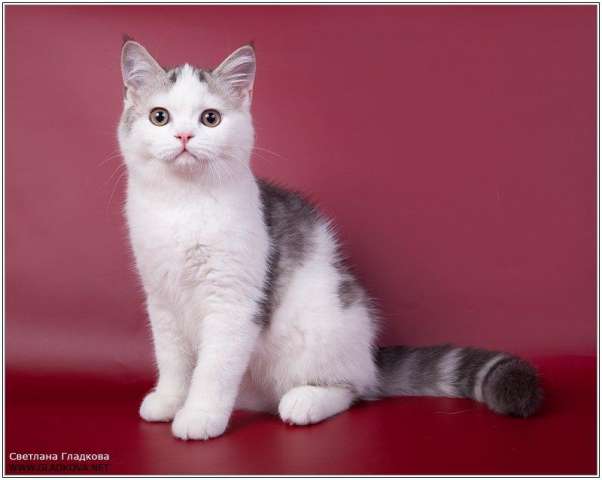 Шотландские вислоухие котята Шотландские вислоухие котята