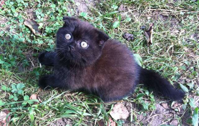 Эксклюзивный котенок Эксклюзивный котенок