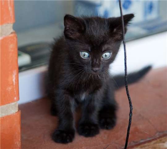 черный котенок в дар черный котенок в дар