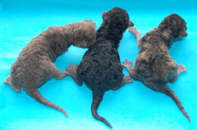 Корниш рекс - кудрявые котята. Корниш рекс - кудрявые котята.