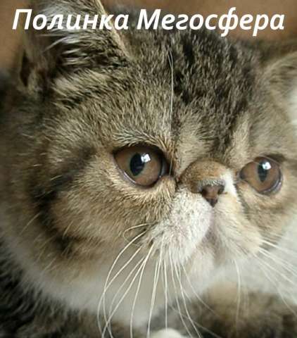 Экзотическая кошечка Экзотическая кошечка