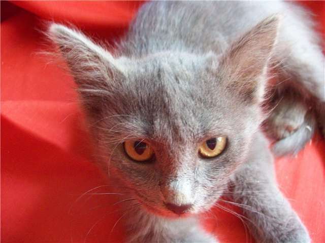 В дар симпатичная серая кошечка Даша В дар симпатичная серая кошечка Даша