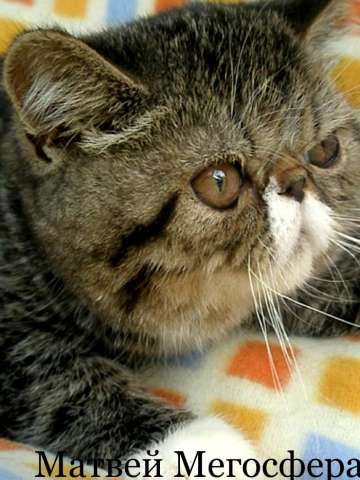 Экзотический котик Экзотический котик