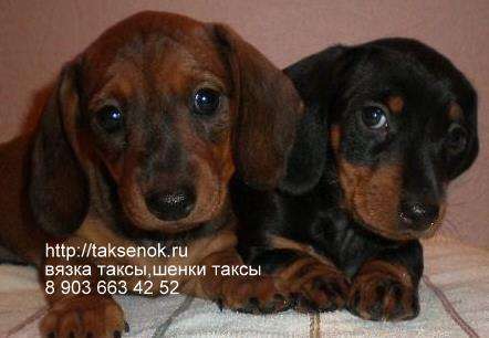 Щенки таксы.Вязка таксы Щенки таксы.Вязка таксы