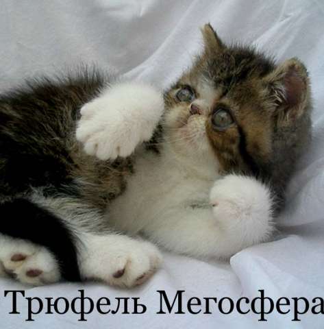 Плюшевый экзотический кот Плюшевый экзотический кот