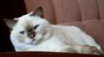 Британские котята окраса циннамон-пойнт!!!