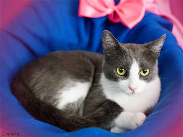 Кошка Диана в добрые руки Кошка Диана в добрые руки