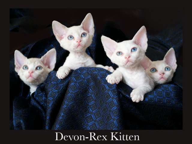 Devon Rex Devon Rex