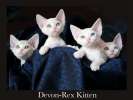 Devon Rex