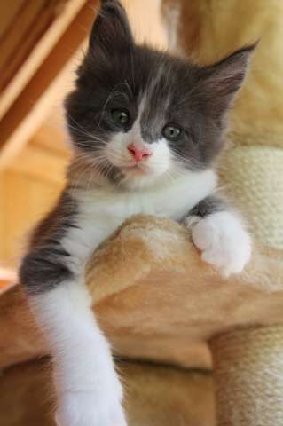 Котята породы мейн кун Котята породы мейн кун