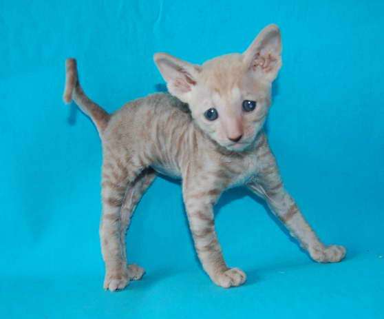Корниш рекс - кудрявые котята. Корниш рекс - кудрявые котята.