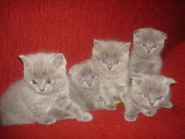 продаются котята продаются котята