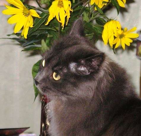 Котятки дымчатые пушистые Котятки дымчатые пушистые