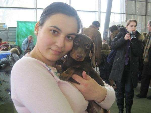 Такса гш кобели кроличьи кофейно-под и рыжего для вязок Такса гш кобели кроличьи кофейно-под и рыжего для вязок