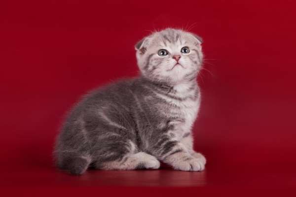 Шотландские котята золотой мрамор и черепаха Шотландские котята золотой мрамор и черепаха