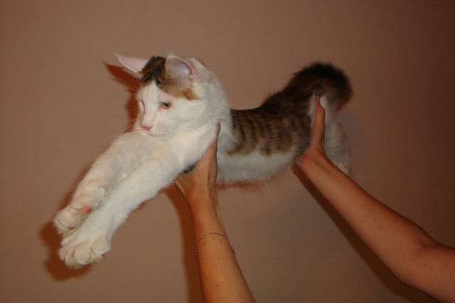 Котята Мейн кун Котята Мейн кун