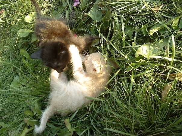 Пристрою котят в добрые руки Пристрою котят в добрые руки
