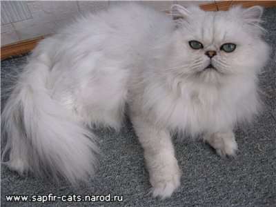 Котята персы и экзоты Котята персы и экзоты