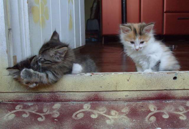 Трёхцветный котёнок в дар Трёхцветный котёнок в дар