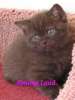 Чистокровные британские котята шоколадного и лилового окрасов