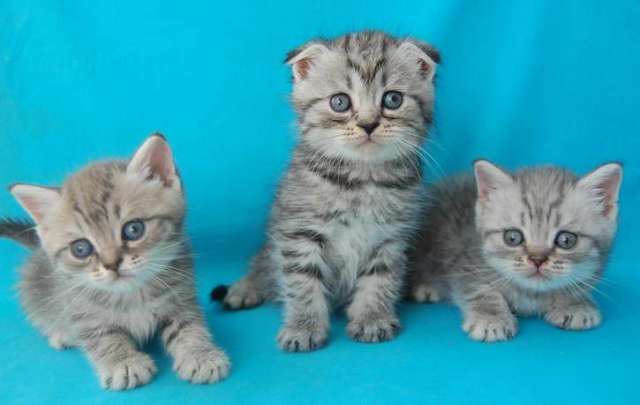 Корниш рекс - кудрявые котята. Корниш рекс - кудрявые котята.