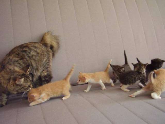 Раздаю котят в добрые руки Раздаю котят в добрые руки