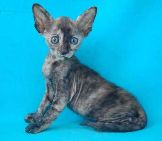 Корниш рекс - кудрявые котята. Корниш рекс - кудрявые котята.