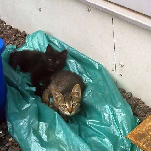 КОТЯТА ИЩУТ ХОЗЯЕВ! БЕСПЛАТНО!!! КОТЯТА ИЩУТ ХОЗЯЕВ! БЕСПЛАТНО!!!