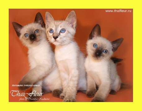 Тайские котята (старотипные сиамские) Тайские котята (старотипные сиамские)