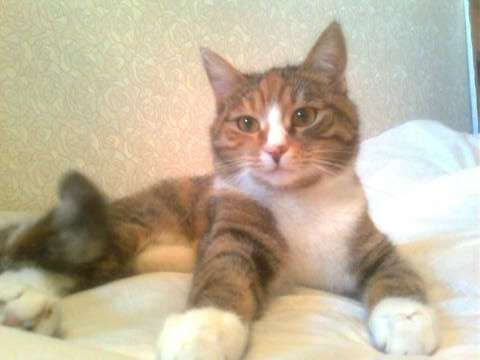 В добрые руки В добрые руки