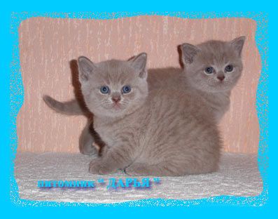Британские котята из питомника Daryacats Британские котята из питомника Daryacats