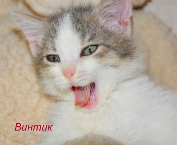 Шустрый тарахтелка Винтик,2,5 мес., в дар Шустрый тарахтелка Винтик,2,5 мес., в дар