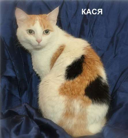 В дар очень хорошая трехцветная кошка Кася В дар очень хорошая трехцветная кошка Кася