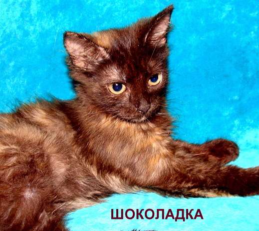 Симпатичная кроха Шоколадка,3 мес., в дар Симпатичная кроха Шоколадка,3 мес., в дар