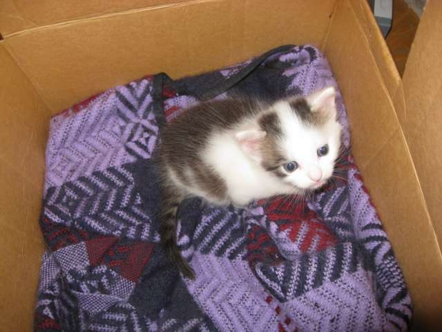 Отдам котёнка в любые) руки (1,5 мес). Отдам котёнка в любые) руки (1,5 мес).
