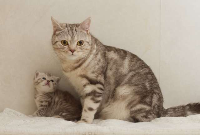 Продам британских котят Продам британских котят