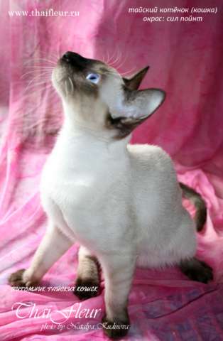 Тайские котята Тайские котята