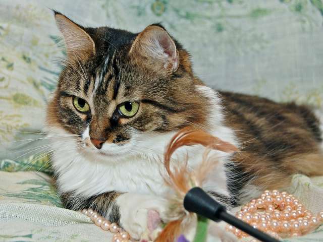 В дар тихая уютная кошечка Геля В дар тихая уютная кошечка Геля