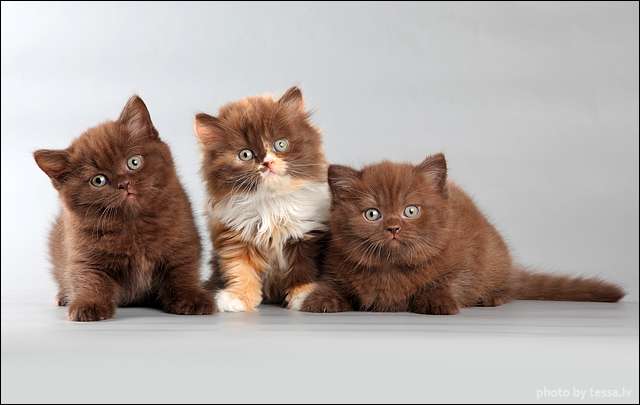 Британские короткошерстные котята Британские короткошерстные котята