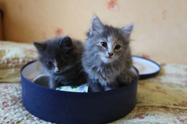 В хорошие руки самых красивых котят В хорошие руки самых красивых котят