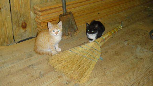 Котята от кошки-мышеловки Котята от кошки-мышеловки