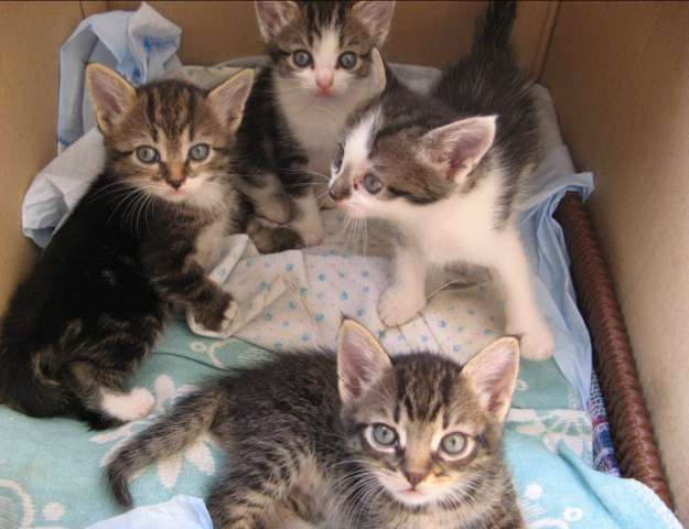 подкинули крошечных котят подкинули крошечных котят