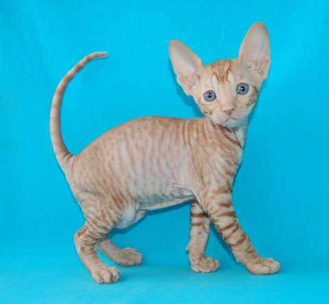 Корниш рекс - кудрявые котята. Корниш рекс - кудрявые котята.