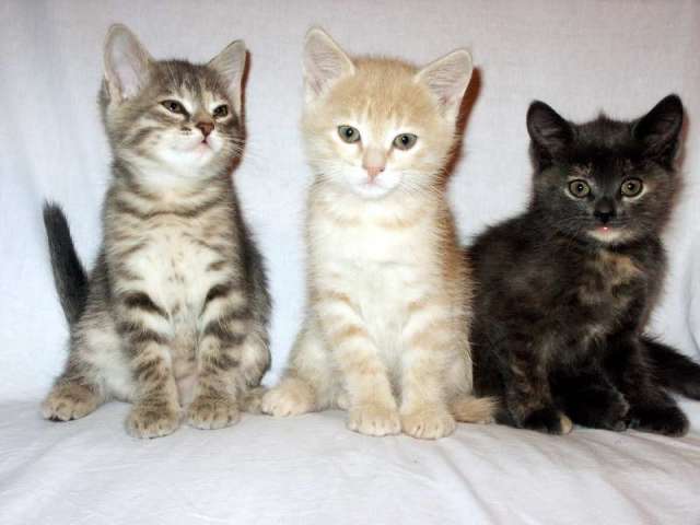 Отдам в добрые руки котят! Отдам в добрые руки котят!