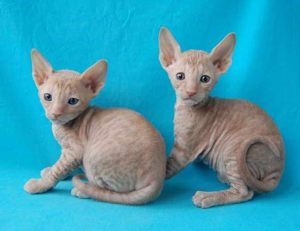 Корниш рекс - кудрявые котята. Корниш рекс - кудрявые котята.