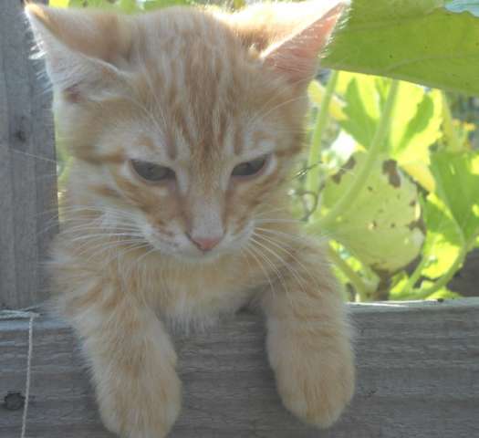 Котика рыжего 2,5 мес в надёжные руки. Котика рыжего 2,5 мес в надёжные руки.