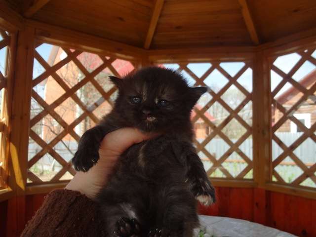 Котёнок-девочка в дар Котёнок-девочка в дар