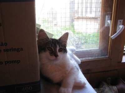 Хорошенькие котята, девочка и мальчик, 2.5 мес! Хорошенькие котята, девочка и мальчик, 2.5 мес!